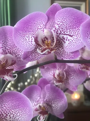 Phalaenopsis Anthura Manhattan – Floraria Secret Garden (SG)