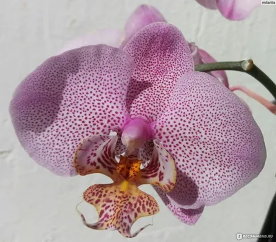 Funny thing is I purchased this in Manhattan😉 (phal. Manhattan) : r/orchids