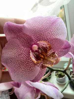Орхидея фаленопсис Манхеттен (отцвела) — купить в Красноярске. Горшечные  растения и комнатные цветы на интернет-аукционе Au.ru