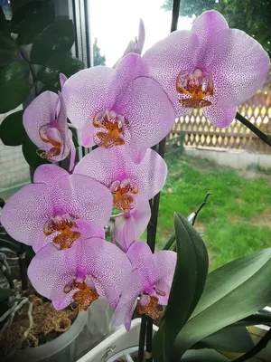 Orchid Phalaenopsis Pink Striped Two Stem - Garage Flowers NYC