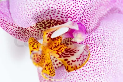 Орхидеи \"Рябушки\". Моя удивительная коллекция конопатых орхидей. | Татьяна  Семёнова ОрхоголичкаTV | Дзен