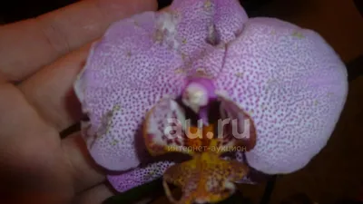 Phalaenopsis Orchid Miniature Hybrids Named Manhattan Stock Photo -  Download Image Now - iStock