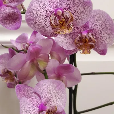 Manhattan White Double Phalaenopsis Orchid in Beachwood, OH | Paradise  Flower Market