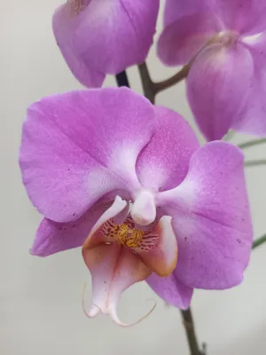 Pink with Dots Phalaenopsis Manhattan Orchid Macro | Stock image | Colourbox