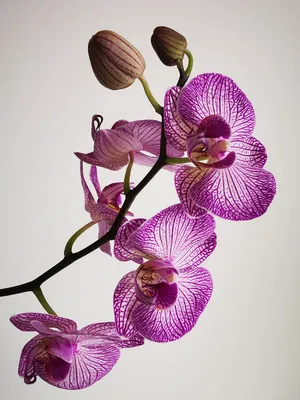 Orchid Phalaenopsis Milky Pink - Garage Flowers NYC
