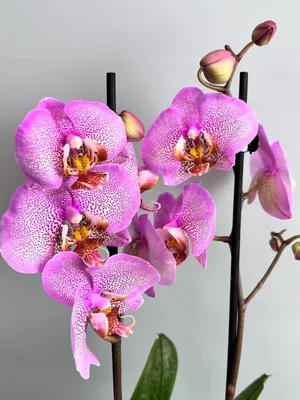 Орхидея Фаленопсис Манхэттен 2 ст купить в Москве с доставкой | Магазин  растений Bloom Story (Блум Стори)