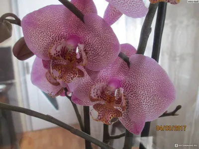 орхидея Фаленопсис (Phalaenopsis Manhattan)-отцвела — купить в Красноярске.  Горшечные растения и комнатные цветы на интернет-аукционе Au.ru