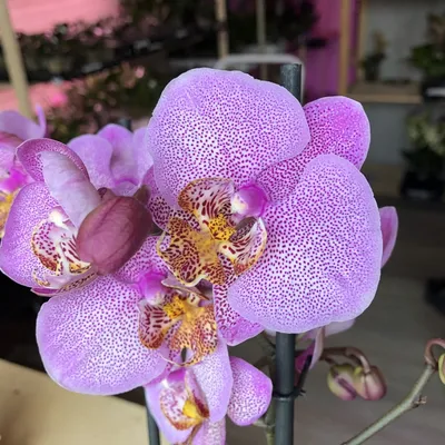 Орхидея фаленопсис Manhattan – купить в Москве, цена 600 руб., продано 19  сентября 2017 – Растения и семена