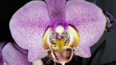 Страница 8. Раздел орхидеи, Тип - фаленопсис ROZETKA | Купить орхидеи в  Киеве, Одессе, Днепре: цена, отзывы