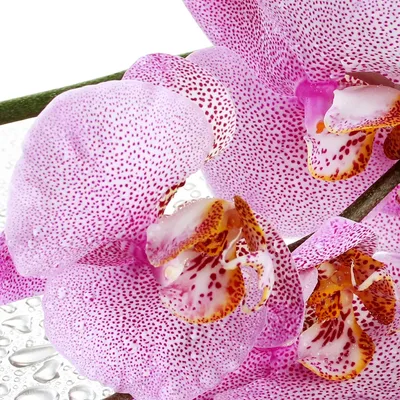 Triple Purple Phalaenopsis Orchid – Flower Delivery Brooklyn