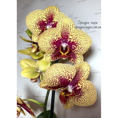 Phalaenopsis Manhattan Spot | that's just phaltastic