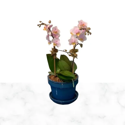 Shop Orchid Collection at Manhattan Flower Delivery | Manhattan Flowers |  Online Florist Near Me