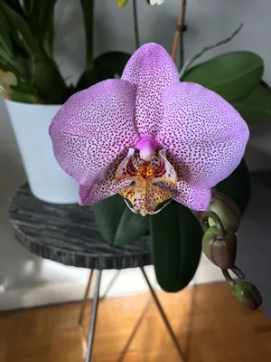 Manhattan Phalaenopsis is in bloom 12/17/2018 | Phalaenopsis orchid,  Phalaenopsis, Orchids