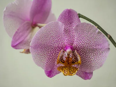 Phalaenopsis Manhattan Isolated On White Background Stock Photo 109723307 |  Shutterstock