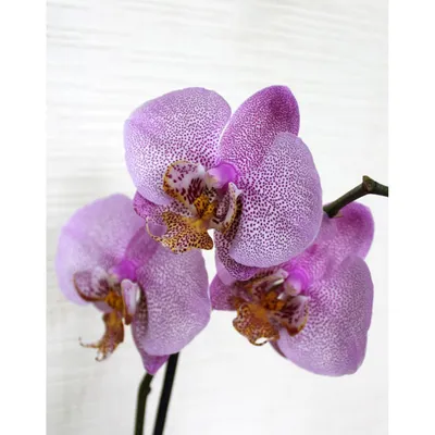 Phalaenopsis Orchid Manhattan Specie blooming with pink spotted flowers  Stock Photo - Alamy