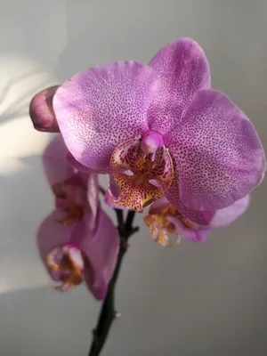 Phalaenopsis Manhattan Spot - YouTube