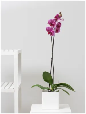 Купить Фотообои цветение орхидеи фаленопсис манхэттен на стену. Фото с  ценой. Каталог интернет-магазина Фотомили