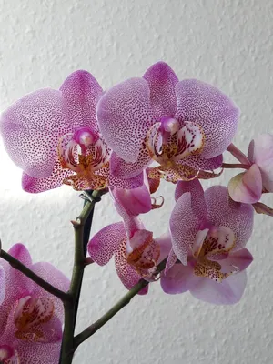 Phalaenopsis Manhattan | Phalaenopsis, Orchids, Plants