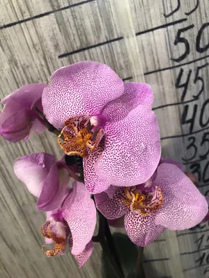 Alaric Flowers | Double orchid | Orchids NYC | Orchid Delivery NYC