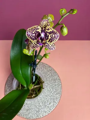 Орхидея манхэттен - фото и картинки: 72 штук