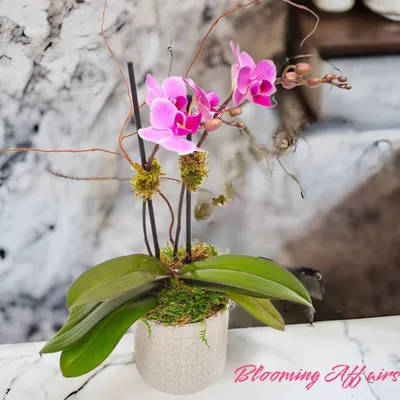 Орхидея купить в Киеве. Фаленопсис Little Spotty в интернет-магазине