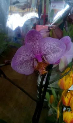 Орхидея - Фаленопсис (2 ствола 70 см) — купить по низкой цене на Яндекс  Маркете