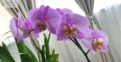 🌺ОРХИДЕИ || ПРОДАЖА|| РОСТОВ on Instagram: \"Цветушая орхидея Биг Лип ( Манхеттен) 2 цветоноса, 12 горшок Цветок стандарт 8-9 см . 5 броней - 2900р  1 бронь самовывоз уценка- ❌ ПЕРЕДЕРЖКИ НЕТ! УЧИТЫВАЙТЕ
