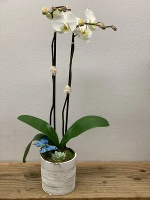 Phalaenopsis orchid 2 arched branches Pink / White 48 cm — Fioreria Idea  Verde Rimini