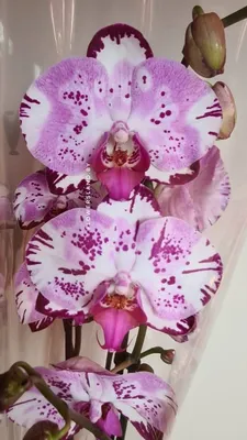 Фаленопсис Магик Арт (Phalaenopsis Magic Art) — купить в интернет-магазине  Ангелок