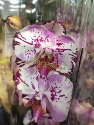 A Peloric Phalaenopsis Magic Art