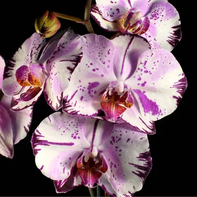 Phalaenopsis 'Magic Art' by HLLindsay on DeviantArt