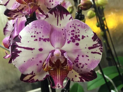 Phalaenopsis Magic Art – Floraria Secret Garden (SG)