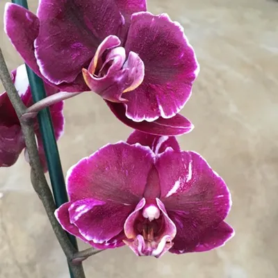 Orchids by Hausermann - Phalaenopsis Yu Pin Lady 'Magic Art' (Yu Pin Lover  x Chian Xen Pearl) Z-22580 #phalaenopsis #harlequin #orchid  #orchidsbyhausermann | Facebook