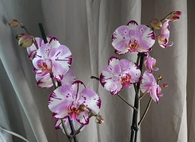 Phalaenopsis Magic Art | Passiflora.ru - Сервис коллективных заказов