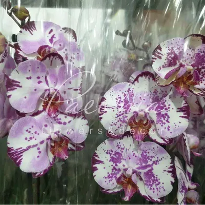 Phalaenopsis Magic Art | Orchideen-Wichmann.de - Highest horticultural  quality and experience since 1897