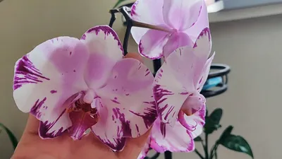 Phal. Magic Art (Dark Solid) - Akatsuka Orchid Gardens