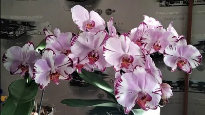 Just wanted to share this Phal \"Magic Art\" with you guys! 🤗 : r/orchids