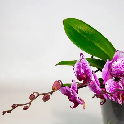 phalaenopsis, magic art, rare orchid Stock Photo - Alamy