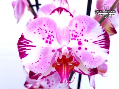 Орхидея Фаленопсис Phalaenopsis в садовом центре цветочный стиль, орхидея  фото