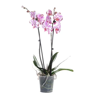 Phalaenopsis Magic Art - Currlin Orchideen