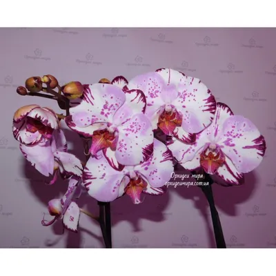 Орхидея Phalaenopsis Magic Art (отцвел)