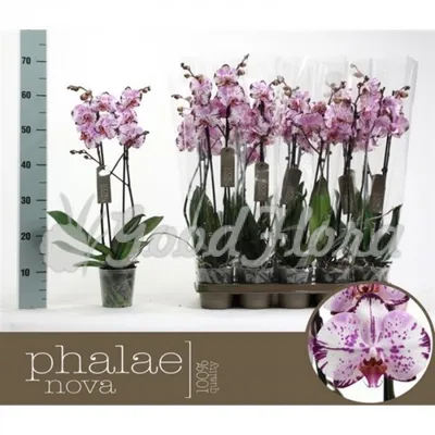 Phalaenopsis Magic art + Harlekijn