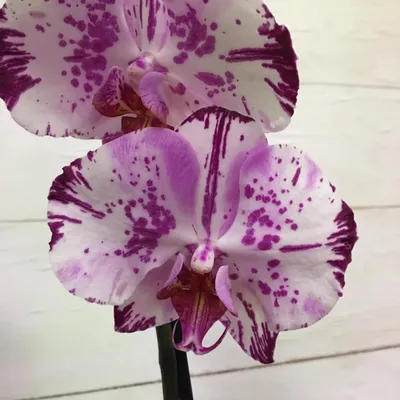 Фаленопсис гибрид детка (Phal.Magic Art x Phal.GW Green World 'Snakeskin' )  Каталог орхидей - фаленопсисов, каттлей, ванд, дендробиумов со всего мира  от интернет магазина Ангелок