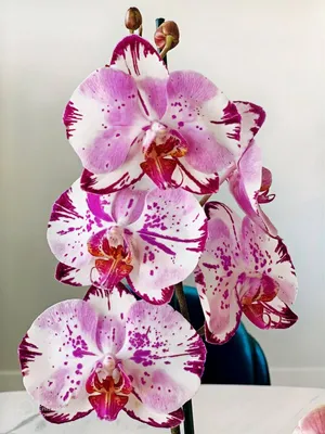 Peloric Phalaenopsis Magic Art - Orchid Board - Most Complete Orchid Forum  on the web !