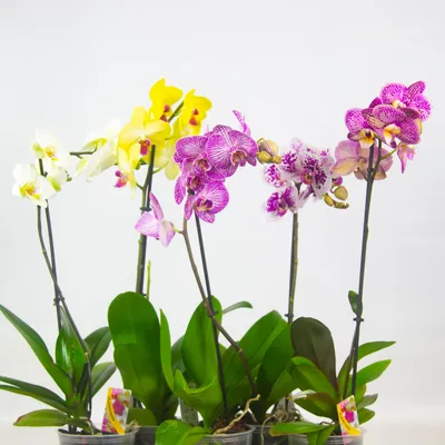 Орхидея Фаленопсис Люкс микс 2 ст d12 см