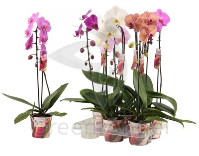 Орхидея Фаленопсис Микс 1 ствол (оптом) D:12см H:60см купить в Москве с  доставкой