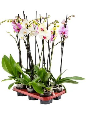 Купить Орхидея фаленопсис Микс д12 1 ствол. Орхидеи в ассортименте, разные  виды, готовые композиции!