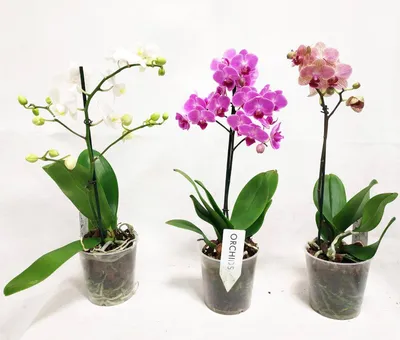 Орхидея Фаленопсис микс d9 см