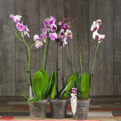 Купить Фаленопсис (орхидея) 12*60 1-2 ствола микс (Ter Laak Orchids) оптом  | Paeonia