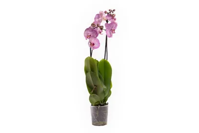 Орхидея Фаленопсис микс в кашпо - заказать и купить комнатные растения с  доставкой | Donpion